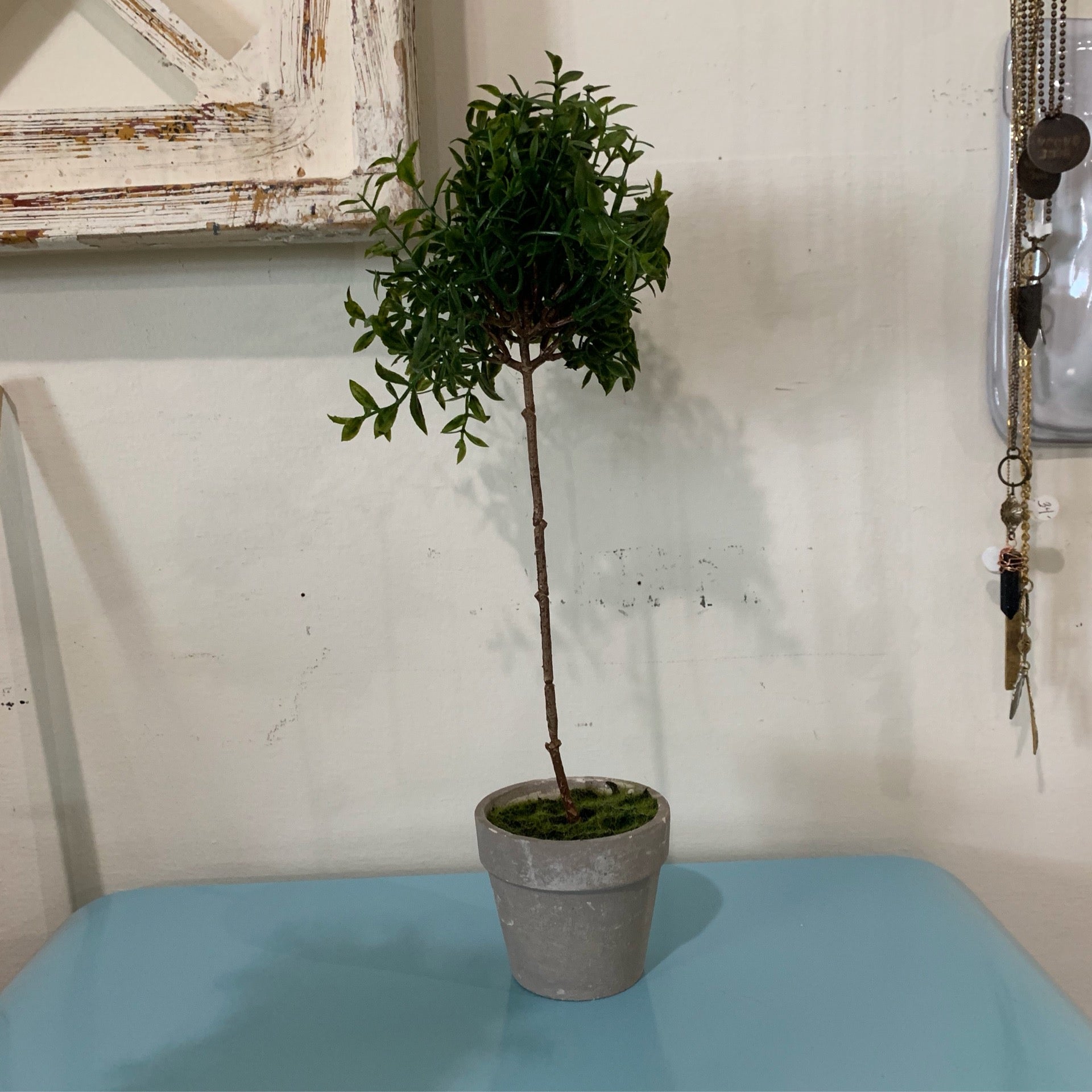 - Petite Boxwood Oasis